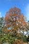vignette Acer saccharum ssp. nigrum