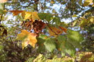 vignette Acer saccharum ssp. nigrum