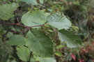 vignette Alnus incana ssp. rugosa