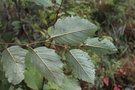 vignette Alnus incana ssp. rugosa
