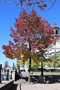 vignette Fraxinus americana 'Autumn Purple' ou 'Rosehill'