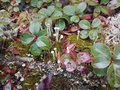 vignette Gaultheria procumbens