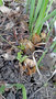 vignette iris unguicularis fruits