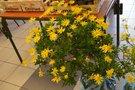 vignette Bourse aux plantes de la SHBL  Plouguin - Euryops chrysanthemoides