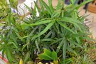vignette Bourse aux plantes de la SHBL  Plouguin - Cyperus albostriatus