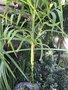 vignette Chamaedorea radicalis x microspadix (fleur)