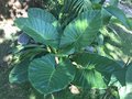 vignette Alocasia brisbanensis