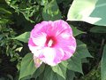 vignette Hibiscus moscheutos 'Planet Solne'