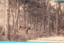 vignette Carte postale ancienne - Environs de Brest, Htel Roch Arch Mor, les bois