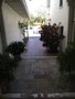 vignette Monterey, Begonia 'Irene Nuss'