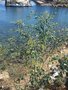 vignette Monterey, Nicotiana glauca - Tabac arborescens