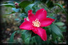 vignette Camellia sasanqua de semis P
