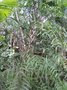 vignette Philodendron polypodioides