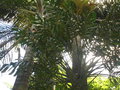 vignette Philodendron polypodioides ?