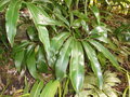 vignette Philodendron goeldii ?