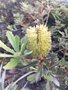 vignette La SHBL visite les ppinires de Kerguiduff  Plougoulm - Banksia integrifolia
