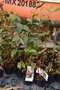 vignette La SHBL visite les ppinires de Kerguiduff  Plougoulm - Hedychium greenii