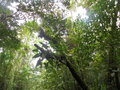 vignette Philodendron sp