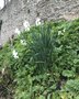 vignette Jardin Extraordinaire de Brest 2019 - 12 - Narcissus tazetta 'Paperwhite'