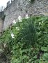 vignette Jardin Extraordinaire de Brest 2019 - 12 - Narcissus tazetta 'Paperwhite'