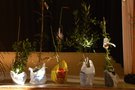 vignette SHBL : Assemble Gnrale  Plabennec - Plantes de la tombola