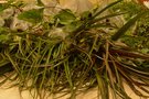 vignette SHBL : Assemble Gnrale  Plabennec - plantes d'intrieur et fraisiers 'Gariguette'