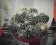 vignette Mammillaria spinosissima 'Un Pico'
