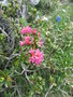 vignette Rhododendron ferrugineum