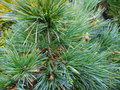vignette Pinus strobus 'Nana'