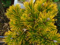 vignette Pinus mugho 'Winter Gold'