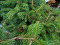 vignette Picea abis 'Nidiformis'