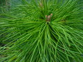 vignette Pinus pinea