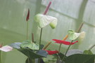 vignette Anthurium cv.