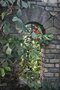 vignette Philodendron radiatum