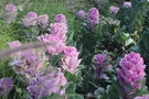 vignette Brassica oleracea (Acephala Group) Flare Rose