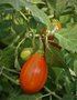 vignette Solanum aethiopicum cv.