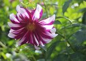 vignette Dahlia 'Deuil du Roi Albert'