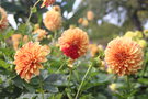 vignette Dahlia 'Gloriosa'