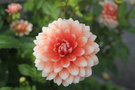 vignette Dahlia 'Hollyhill Kris Kringle'