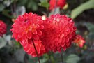 vignette Dahlia 'Lovelife'