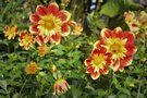 vignette Dahlia 'Pooh'