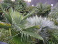 vignette Mon jardin, palmiers divers
