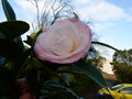 vignette Camellia japonica Desire autre gros plan au 26 12 19