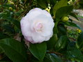 vignette Camellia japonica Desire gros plan au 26 12 19