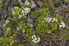 vignette Boronia parvifolia