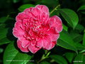 vignette Camélia ' MADAME MARTIN CACHET ' camellia japonica , Origine : France 1914-1920