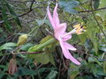 vignette Passiflora tripartita 'Molissima'