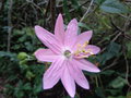 vignette Passiflora tripartita 'Molissima'