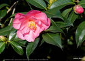 vignette Camélia ' BARBARA CLARK ' camellia hybride ( saluenensis x réticulata ) Origine : Nouvelle Zélande 1958