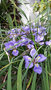 vignette iris unguicularis